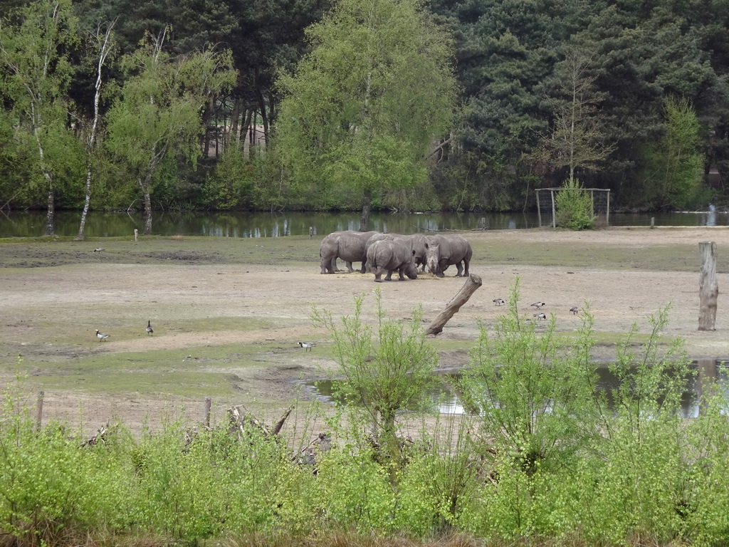 Square-lipped Rhinoceroses at the Safaripark Beekse Bergen