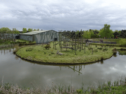 Chimpanzees at the Safaripark Beekse Bergen