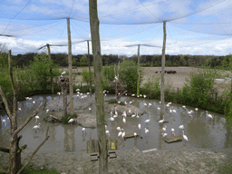 Chilean Flamingos, Square-lipped Rhinoceroses and African Buffalos at the Safaripark Beekse Bergen