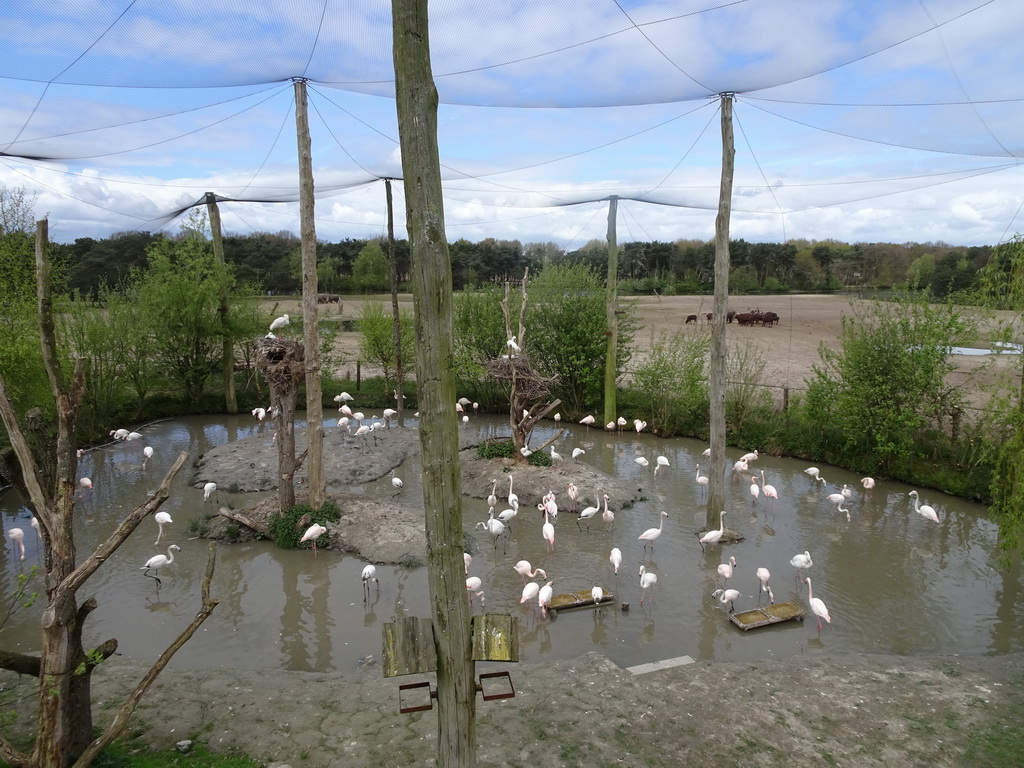 Chilean Flamingos, Square-lipped Rhinoceroses and African Buffalos at the Safaripark Beekse Bergen