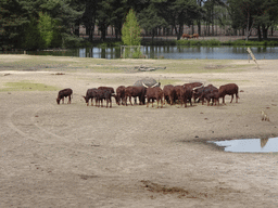 African Buffalos and a Square-lipped Rhinoceros at the Safaripark Beekse Bergen