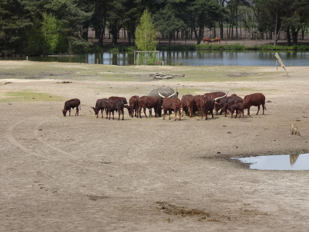 African Buffalos and a Square-lipped Rhinoceros at the Safaripark Beekse Bergen