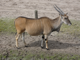 Antelope at the Safaripark Beekse Bergen