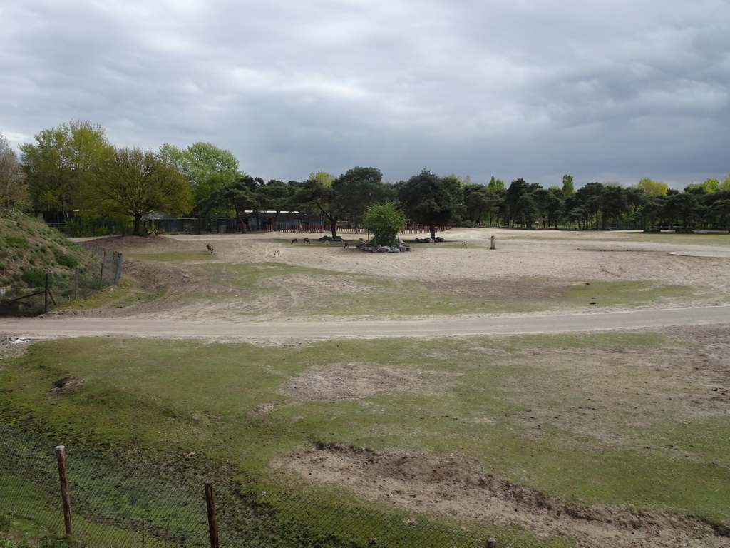 Antelopes at the Safaripark Beekse Bergen