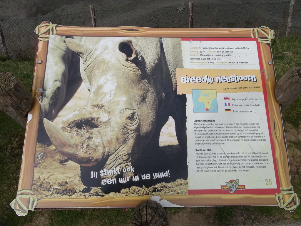 Explanation on the Square-lipped Rhinoceros at the Safaripark Beekse Bergen