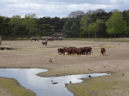 Square-lipped Rhinoceroses and African Buffalos at the Safaripark Beekse Bergen