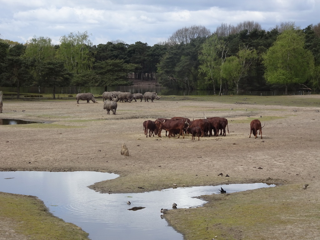 Square-lipped Rhinoceroses and African Buffalos at the Safaripark Beekse Bergen