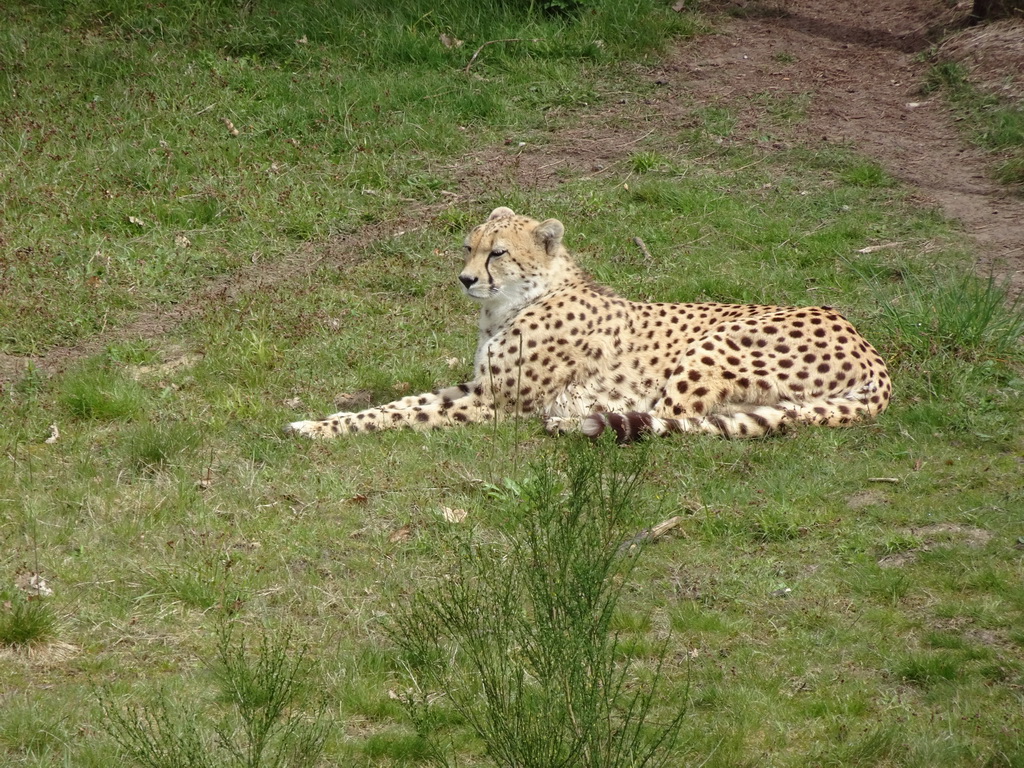 Cheetah at the Safaripark Beekse Bergen