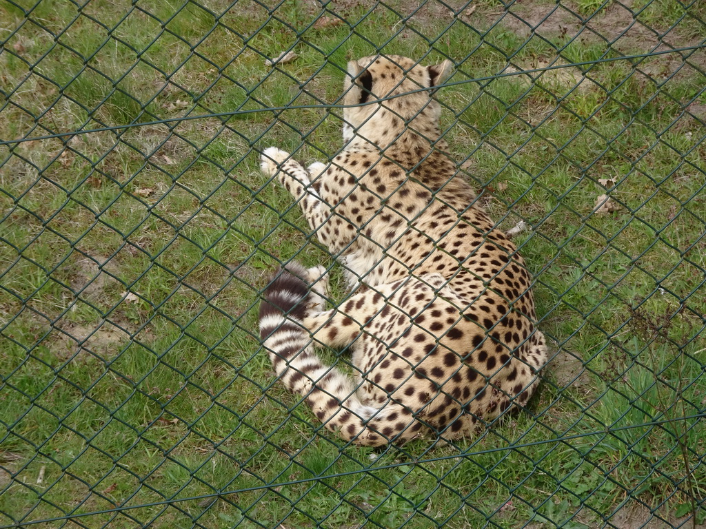 Cheetah at the Safaripark Beekse Bergen