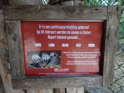 Information on the Cheetah quintuplet born at the Safaripark Beekse Bergen