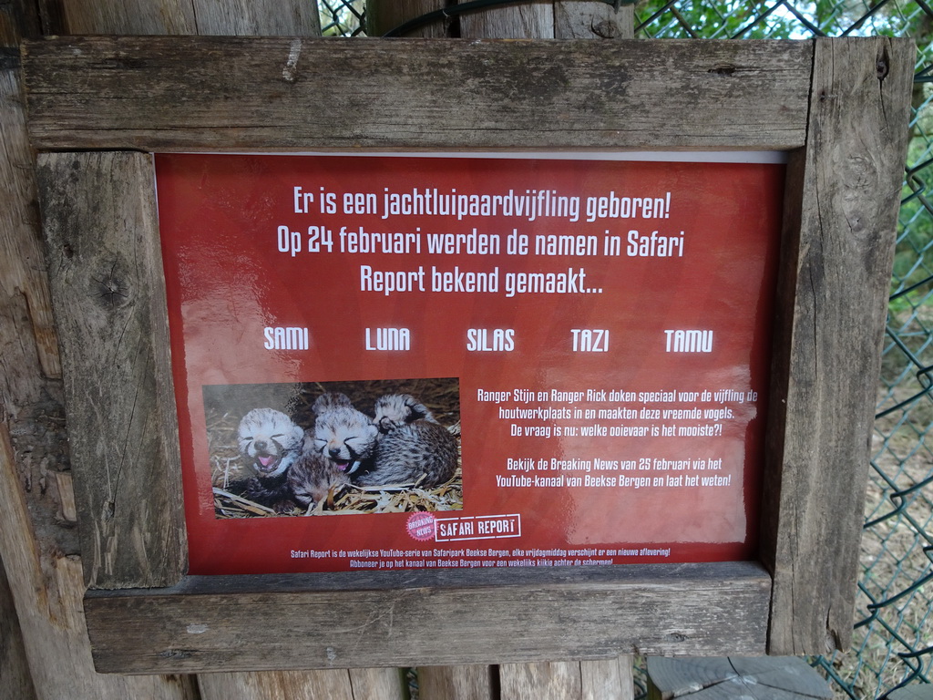 Information on the Cheetah quintuplet born at the Safaripark Beekse Bergen