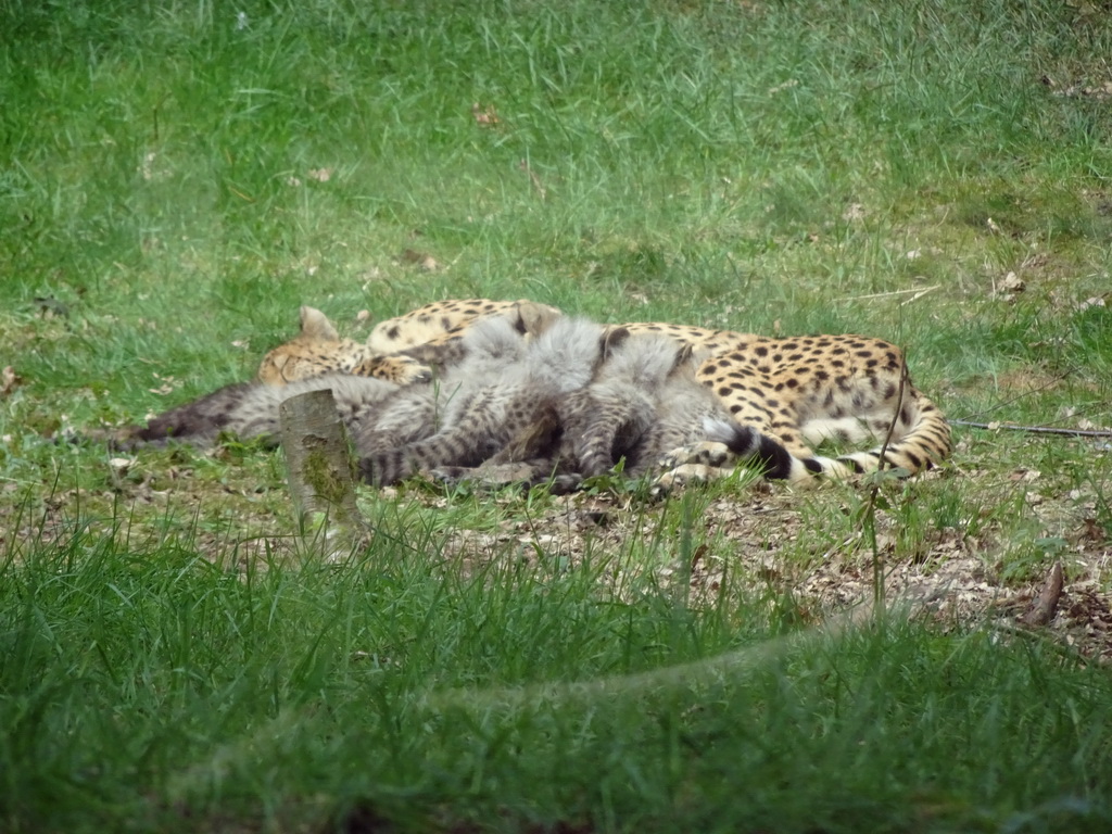 Cheetah mother and quintuplet at the Safaripark Beekse Bergen