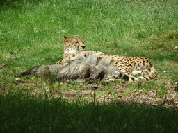 Cheetah mother and quintuplet at the Safaripark Beekse Bergen
