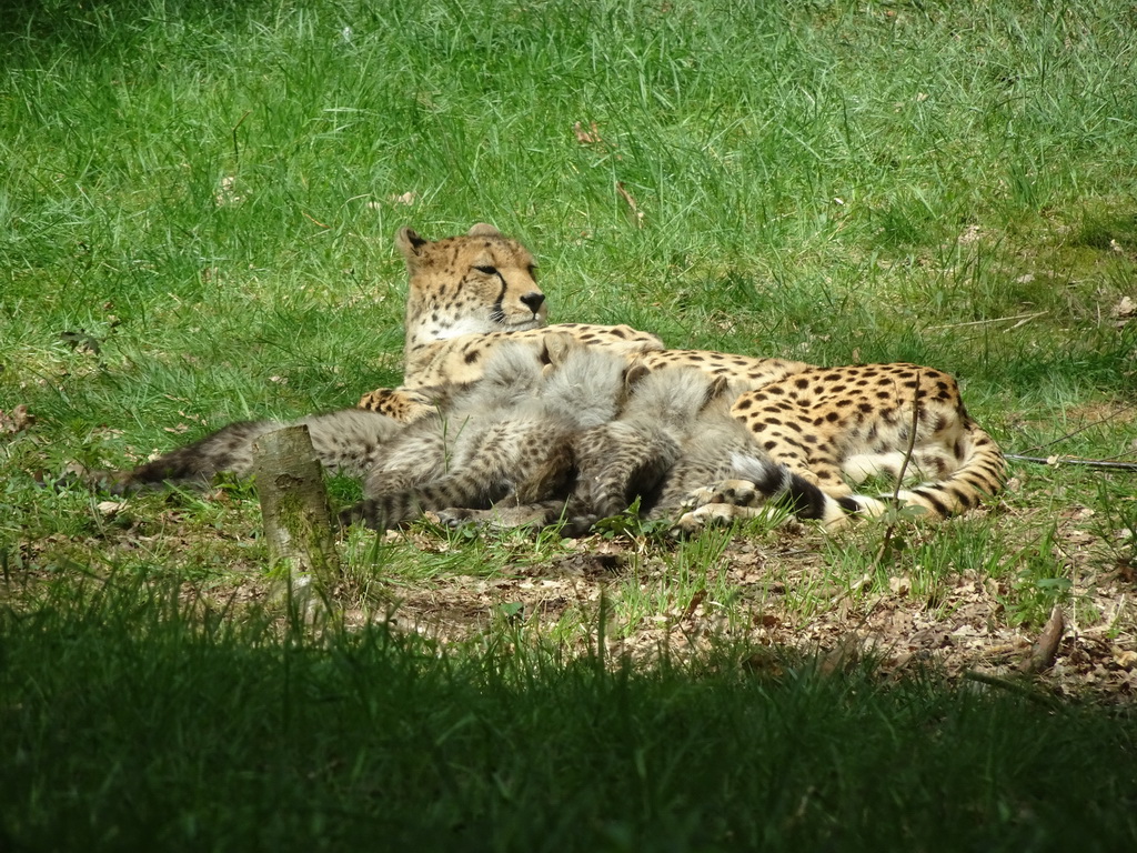 Cheetah mother and quintuplet at the Safaripark Beekse Bergen