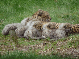 Cheetah mother and quintuplet at the Safaripark Beekse Bergen