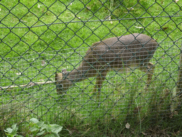 Kirk`s Dik-dik at the Safaripark Beekse Bergen