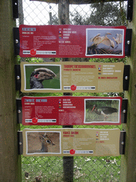 Explanation on the Cattle Egret, Trumpeter Hornbill, Black Stork and Kirk`s Dik-dik at the Safaripark Beekse Bergen