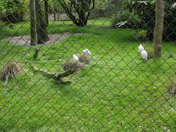 Cattle Egrets at the Safaripark Beekse Bergen