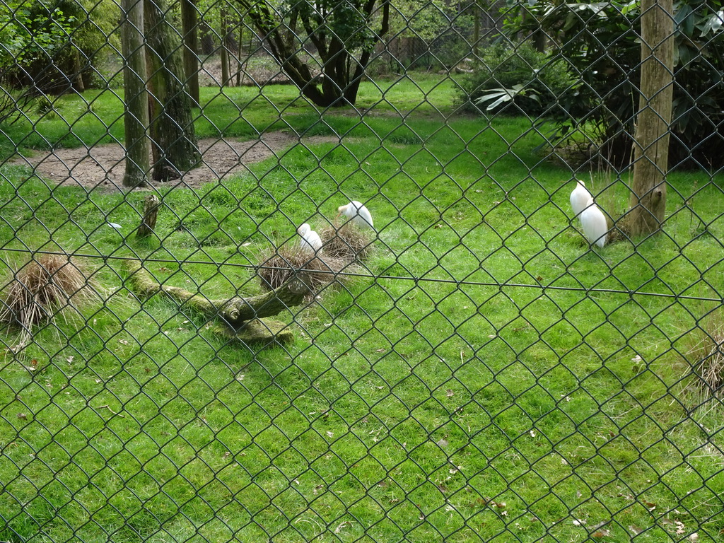 Cattle Egrets at the Safaripark Beekse Bergen