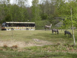Safari bus and Grévy`s Zebras at the Safaripark Beekse Bergen