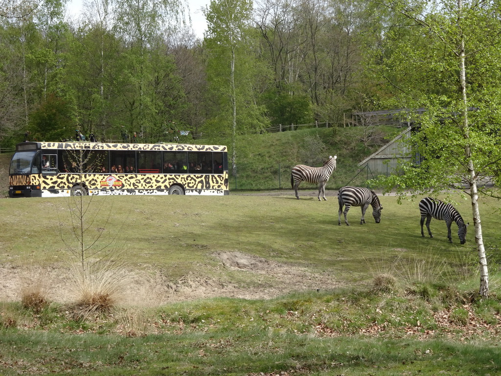 Safari bus and Grévy`s Zebras at the Safaripark Beekse Bergen