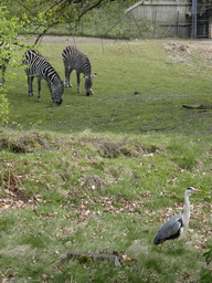 Grévy`s Zebras and a Heron at the Safaripark Beekse Bergen