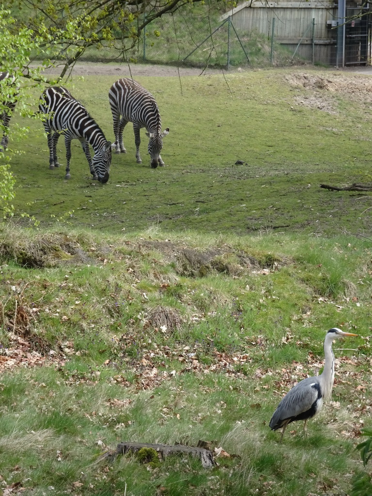 Grévy`s Zebras and a Heron at the Safaripark Beekse Bergen