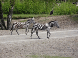 Grévy`s Zebras and Chimpanzees at the Safaripark Beekse Bergen