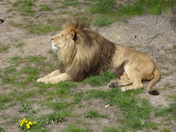 Lion at the Safaripark Beekse Bergen