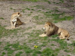 Lions at the Safaripark Beekse Bergen