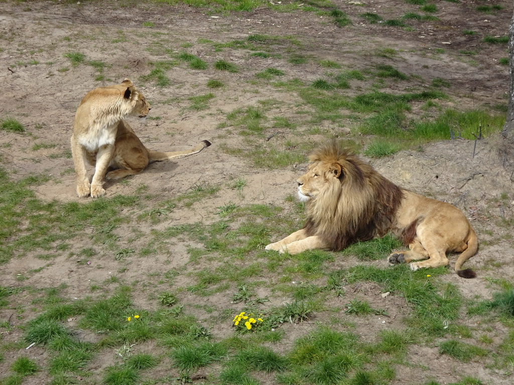 Lions at the Safaripark Beekse Bergen