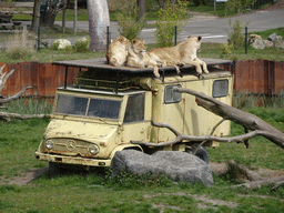 Truck with Lions at the Safaripark Beekse Bergen