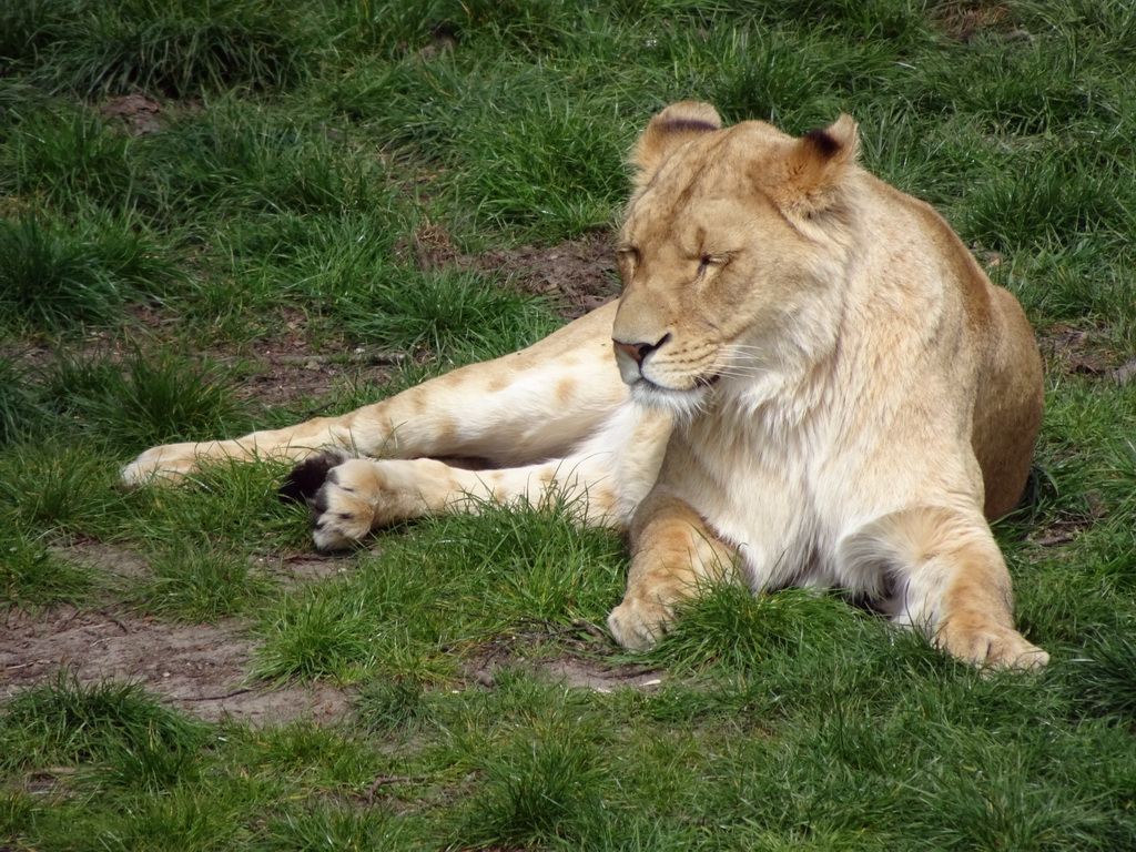 Lion at the Safaripark Beekse Bergen