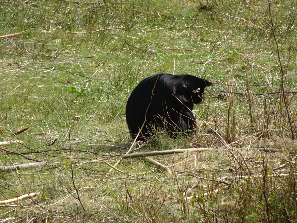 Black Crested Mangabey at the Safaripark Beekse Bergen