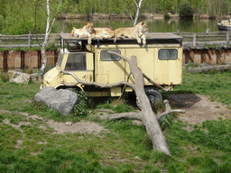 Truck with Lions at the Safaripark Beekse Bergen