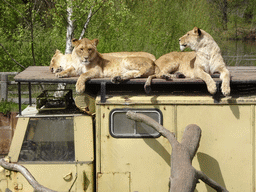 Truck with Lions at the Safaripark Beekse Bergen