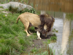 Lion at the Safaripark Beekse Bergen