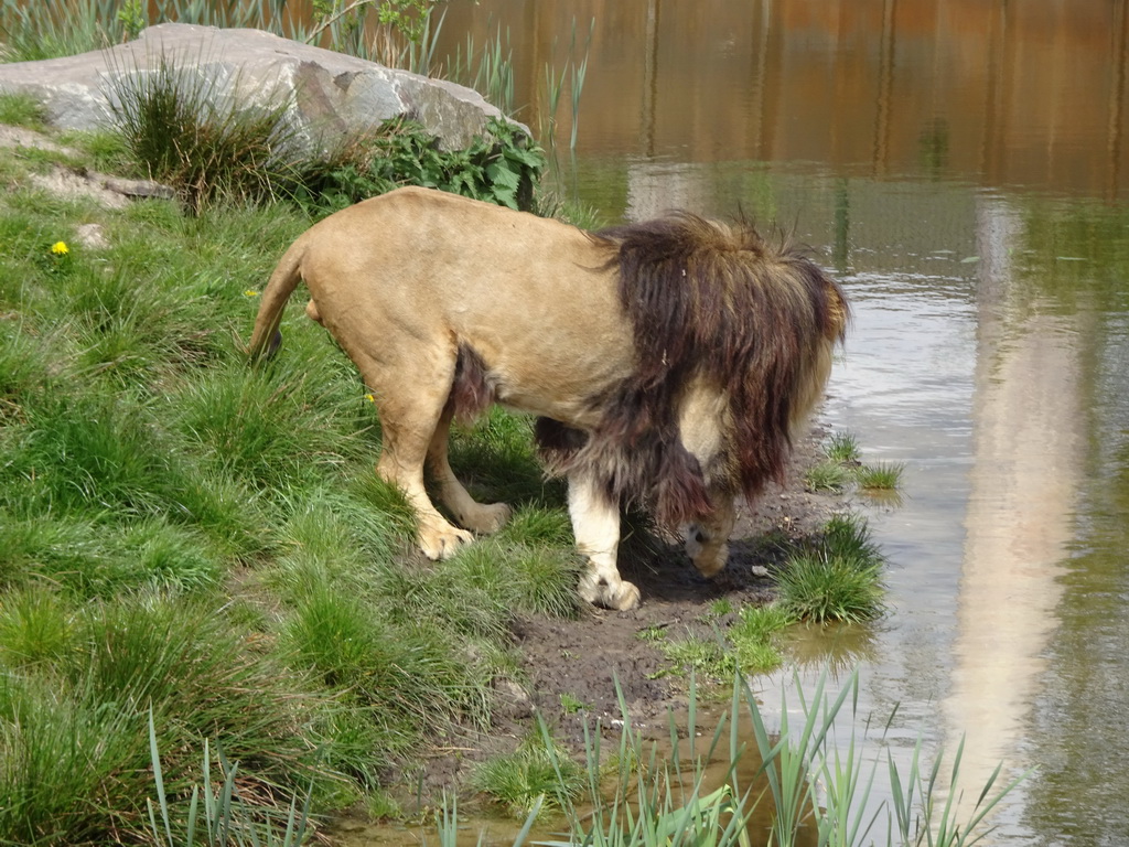 Lion at the Safaripark Beekse Bergen