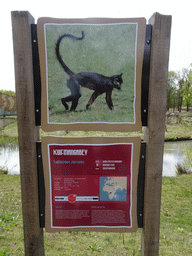 Explanation on the Black Crested Mangabey at the Safaripark Beekse Bergen