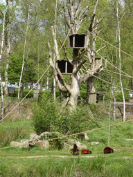 Red Ruffed Lemurs at the Safaripark Beekse Bergen