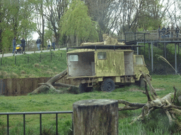 Truck with Lions on top at the Safaripark Beekse Bergen, viewed from the car during the Autosafari