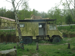 Truck with Lions on top at the Safaripark Beekse Bergen, viewed from the car during the Autosafari