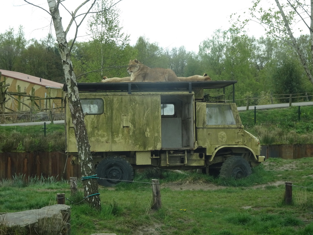 Truck with Lions on top at the Safaripark Beekse Bergen, viewed from the car during the Autosafari