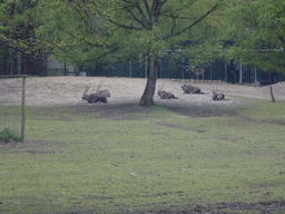 Sable Antelopes at the Safaripark Beekse Bergen, viewed from the car during the Autosafari