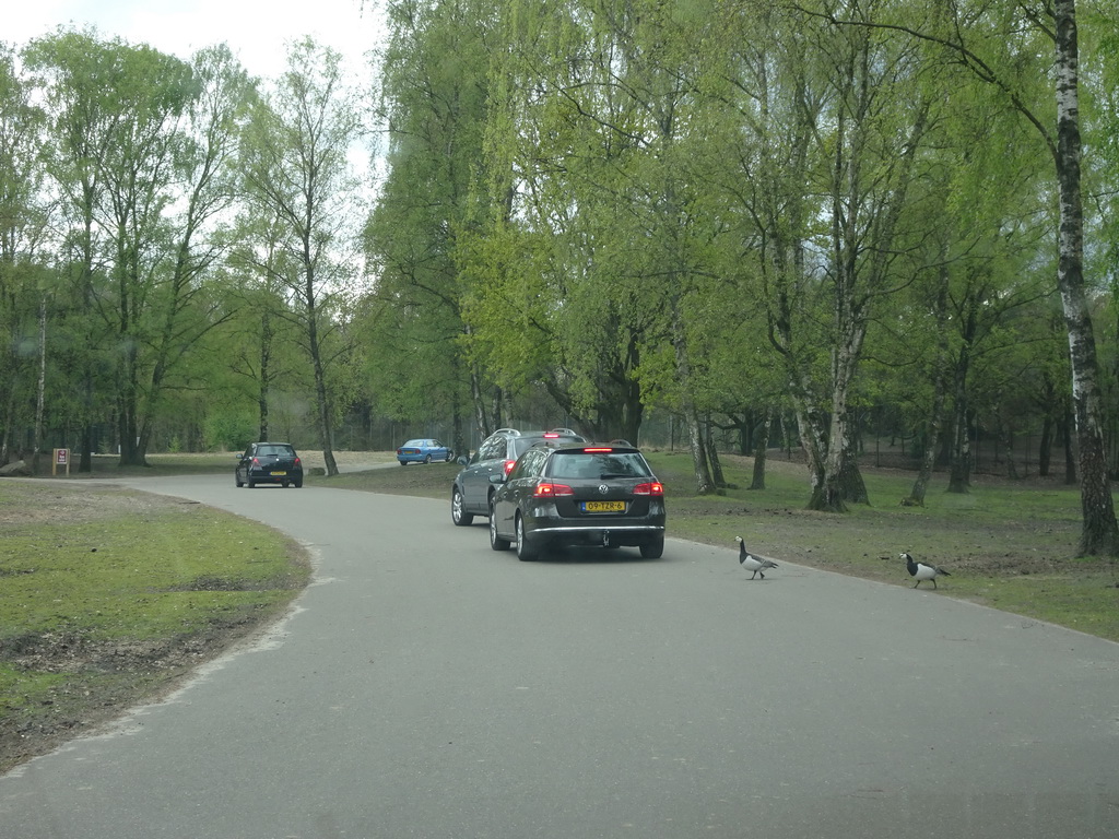 Geese crossing the road at the Safaripark Beekse Bergen, viewed from the car during the Autosafari