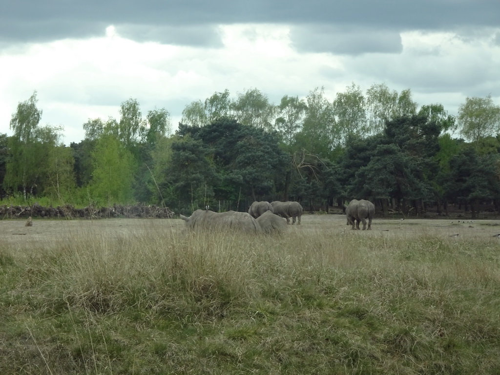 Square-lipped Rhinoceroses at the Safaripark Beekse Bergen, viewed from the car during the Autosafari