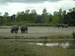 Square-lipped Rhinoceroses at the Safaripark Beekse Bergen, viewed from the car during the Autosafari