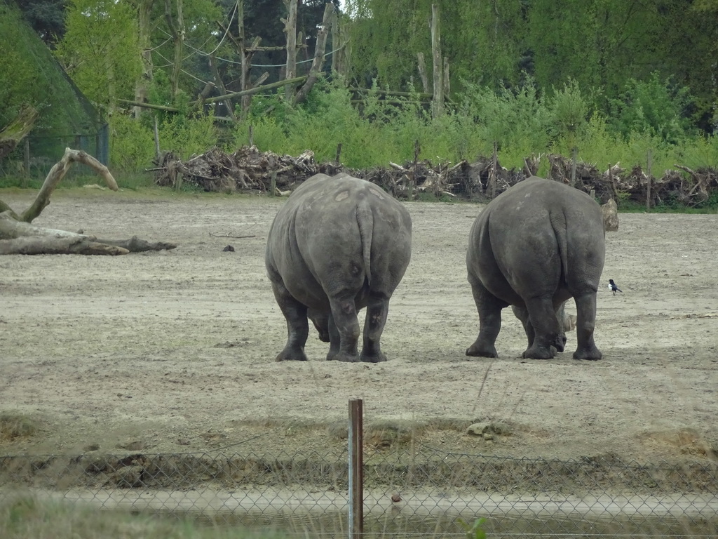 Square-lipped Rhinoceroses at the Safaripark Beekse Bergen, viewed from the car during the Autosafari