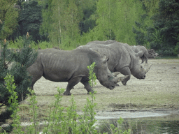 Square-lipped Rhinoceroses at the Safaripark Beekse Bergen, viewed from the car during the Autosafari