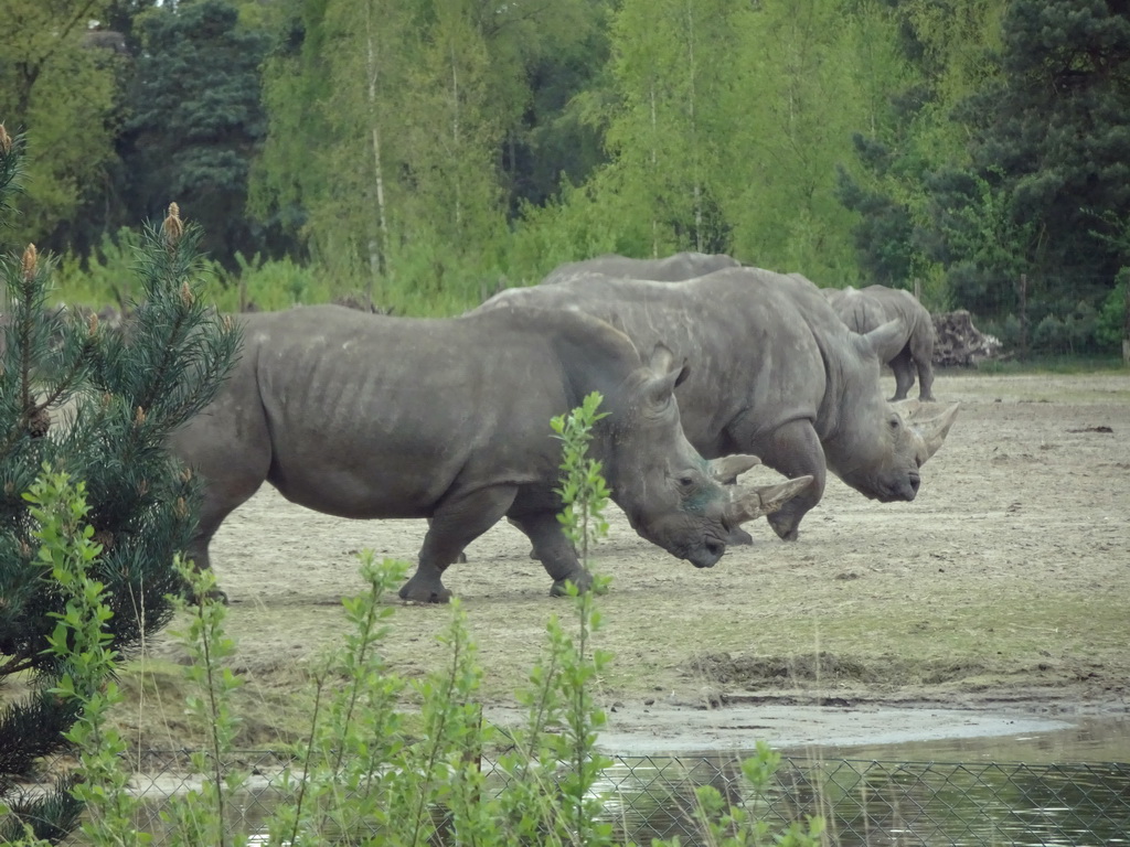 Square-lipped Rhinoceroses at the Safaripark Beekse Bergen, viewed from the car during the Autosafari